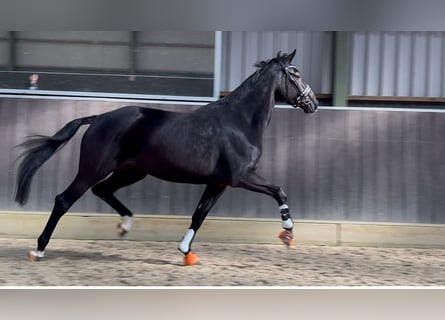 KWPN, Giumenta, 3 Anni, 165 cm, Baio scuro