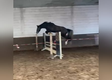 KWPN, Giumenta, 3 Anni, 165 cm, Grigio