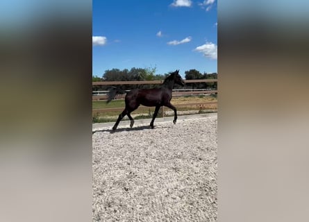 KWPN, Giumenta, 3 Anni, 165 cm, Morello