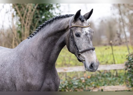 KWPN, Giumenta, 3 Anni, 166 cm