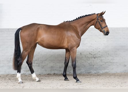 KWPN, Giumenta, 3 Anni, 166 cm