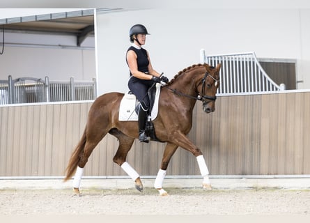 KWPN, Giumenta, 3 Anni, 166 cm, Sauro
