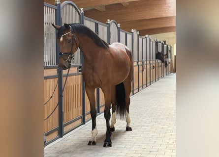 KWPN, Giumenta, 3 Anni, 167 cm, Baio