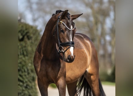 KWPN, Giumenta, 3 Anni, 167 cm, Baio