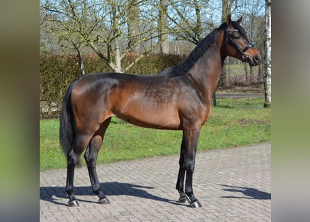 KWPN, Giumenta, 3 Anni, 167 cm, Baio