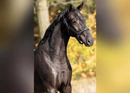 KWPN, Giumenta, 3 Anni, 167 cm, Morello
