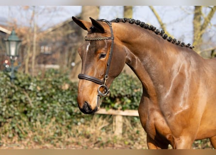KWPN, Giumenta, 3 Anni, 168 cm