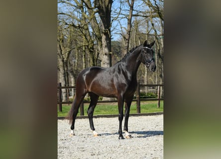 KWPN, Giumenta, 3 Anni, 168 cm, Morello