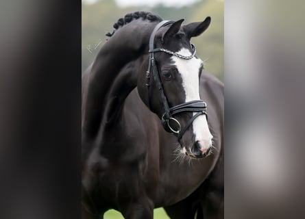 KWPN, Giumenta, 3 Anni, 168 cm, Morello