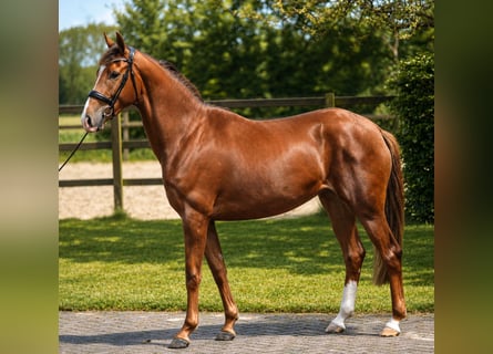 KWPN, Giumenta, 3 Anni, 168 cm, Sauro