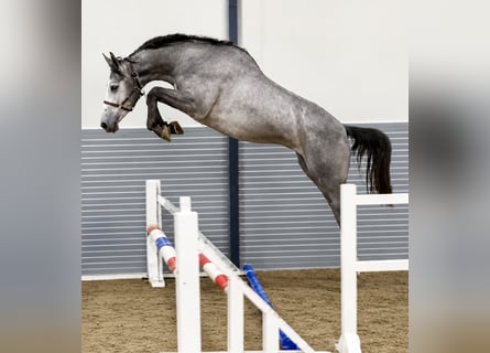 KWPN, Giumenta, 3 Anni, 169 cm, Grigio