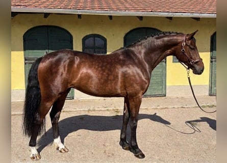 KWPN, Giumenta, 3 Anni, 170 cm, Baio