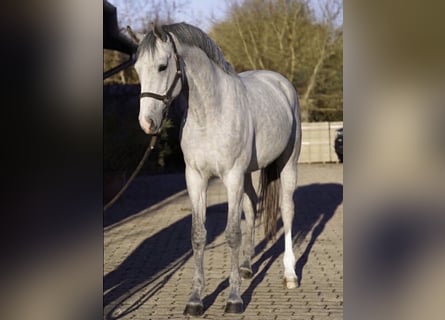 KWPN, Giumenta, 3 Anni, 170 cm, Grigio