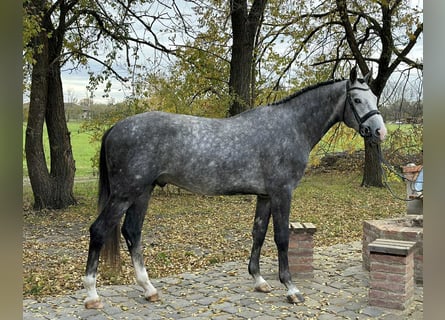 KWPN, Giumenta, 3 Anni, 172 cm, Grigio