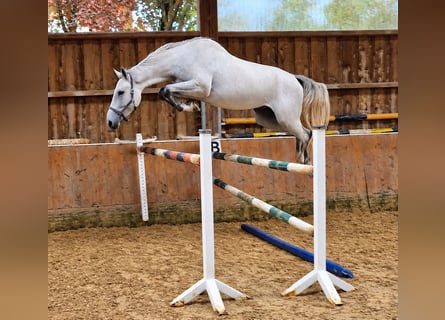 KWPN, Giumenta, 3 Anni, 173 cm, Grigio