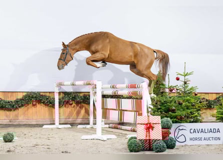 KWPN, Giumenta, 3 Anni, Sauro