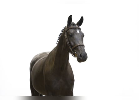 KWPN, Giumenta, 4 Anni, 161 cm, Morello