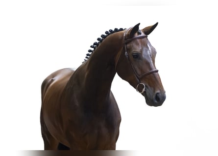 KWPN, Giumenta, 4 Anni, 162 cm, Baio scuro