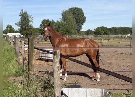 KWPN, Giumenta, 4 Anni, 162 cm, Sauro scuro