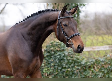 KWPN, Giumenta, 4 Anni, 164 cm