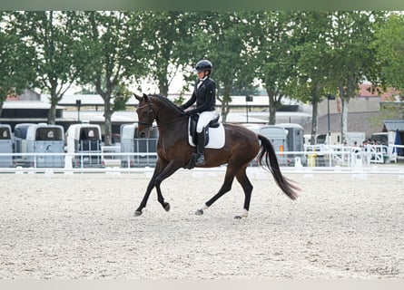 KWPN, Giumenta, 4 Anni, 165 cm, Baio scuro