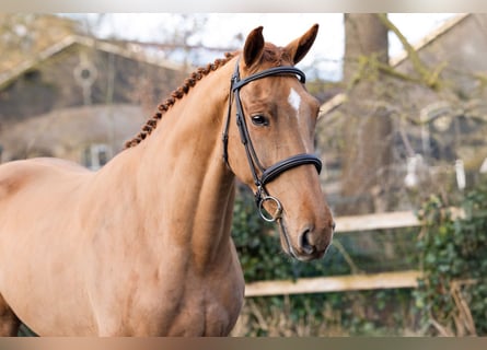KWPN, Giumenta, 4 Anni, 165 cm