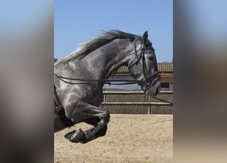 KWPN, Giumenta, 4 Anni, 165 cm, Grigio