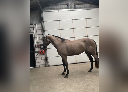 KWPN, Giumenta, 4 Anni, 165 cm, Leardo