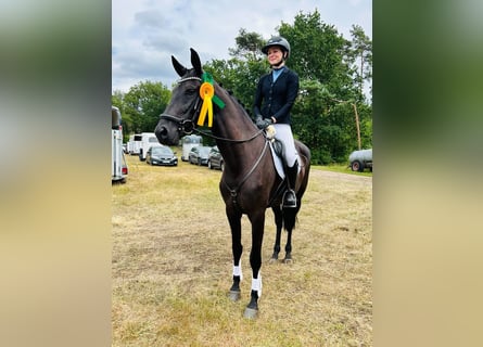 KWPN, Giumenta, 4 Anni, 165 cm, Morello