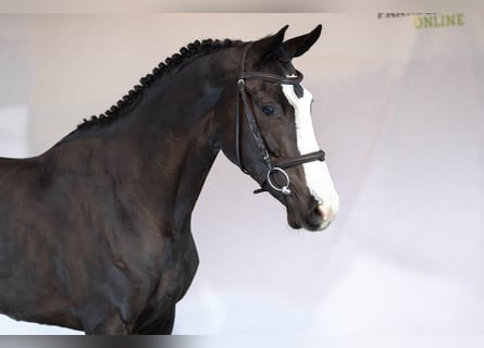 KWPN, Giumenta, 4 Anni, 166 cm, Baio scuro