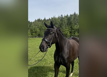 KWPN, Giumenta, 4 Anni, 166 cm, Morello