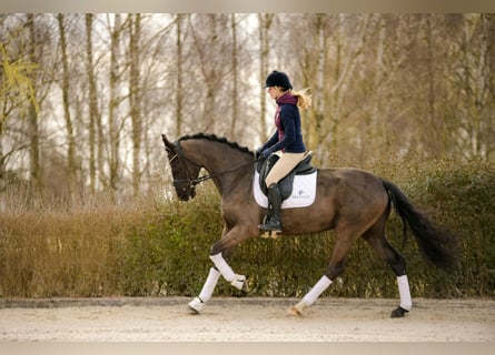 KWPN, Giumenta, 4 Anni, 166 cm, Morello