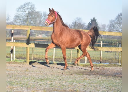 KWPN, Giumenta, 4 Anni, 166 cm, Sauro