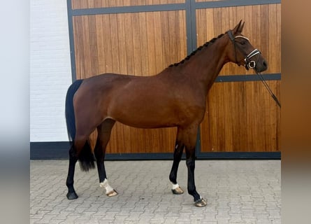 KWPN, Giumenta, 4 Anni, 167 cm, Baio