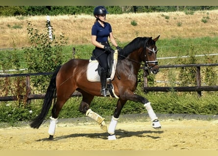 KWPN, Giumenta, 4 Anni, 167 cm, Baio