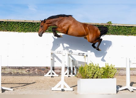 KWPN, Giumenta, 4 Anni, 167 cm, Baio