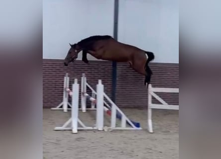 KWPN, Giumenta, 4 Anni, 168 cm, Baio