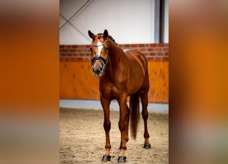 KWPN, Giumenta, 4 Anni, 168 cm, Sauro