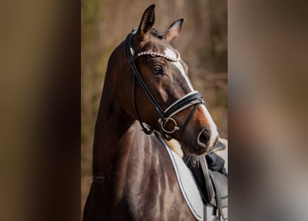 KWPN, Giumenta, 4 Anni, 169 cm, Baio scuro