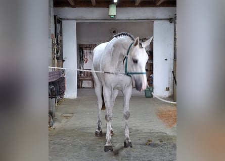 KWPN, Giumenta, 4 Anni, 170 cm, Bianco