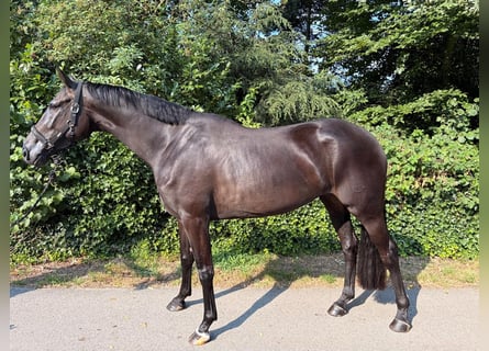 KWPN, Giumenta, 4 Anni, 170 cm