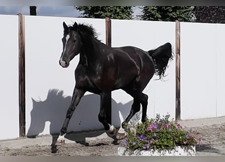 KWPN, Giumenta, 4 Anni, 171 cm