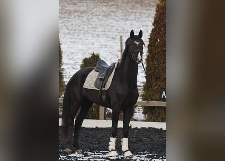 KWPN, Giumenta, 4 Anni, 173 cm, Baio nero