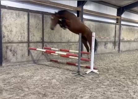 KWPN, Giumenta, 4 Anni, 175 cm, Baio