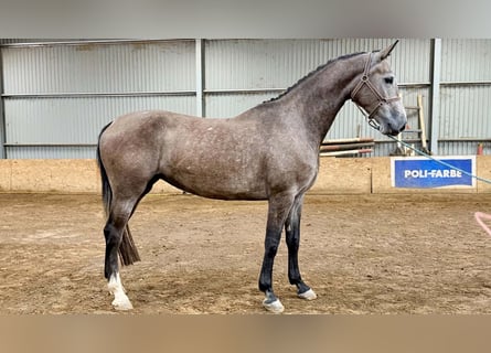 KWPN, Giumenta, 4 Anni, 181 cm, Falbo