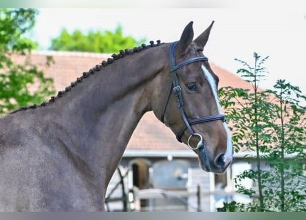 KWPN, Giumenta, 4 Anni