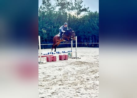 KWPN, Giumenta, 5 Anni, 158 cm, Baio