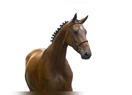 KWPN, Giumenta, 5 Anni, 162 cm, Baio
