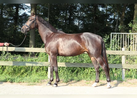KWPN, Giumenta, 5 Anni, 164 cm, Baio scuro
