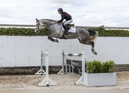 KWPN, Giumenta, 5 Anni, 165 cm, Grullo